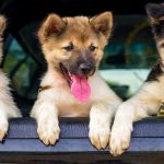 5 Feelings All Pet Parents in College Can Relate To 5 Feelings All Pet Parents in College Can Relate To