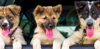 5 Feelings All Pet Parents in College Can Relate To