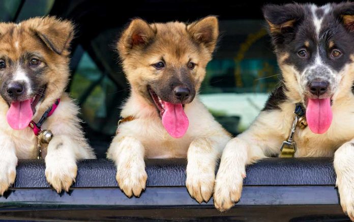 5 Feelings All Pet Parents in College Can Relate To 5 Feelings All Pet Parents in College Can Relate To