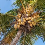 These Dangerous Trees Just Might Kill You