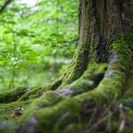 The 10 Largest Forests on Earth