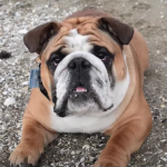 Chowder the Bulldog Becomes A Skater Boy bulldog skater
