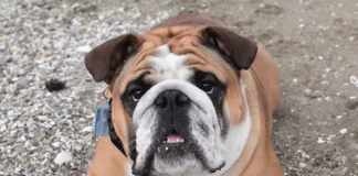 bulldog skater