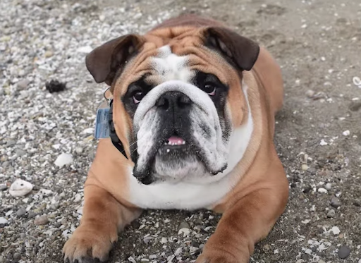 skater-dog bulldog skater