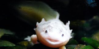 Axolotl